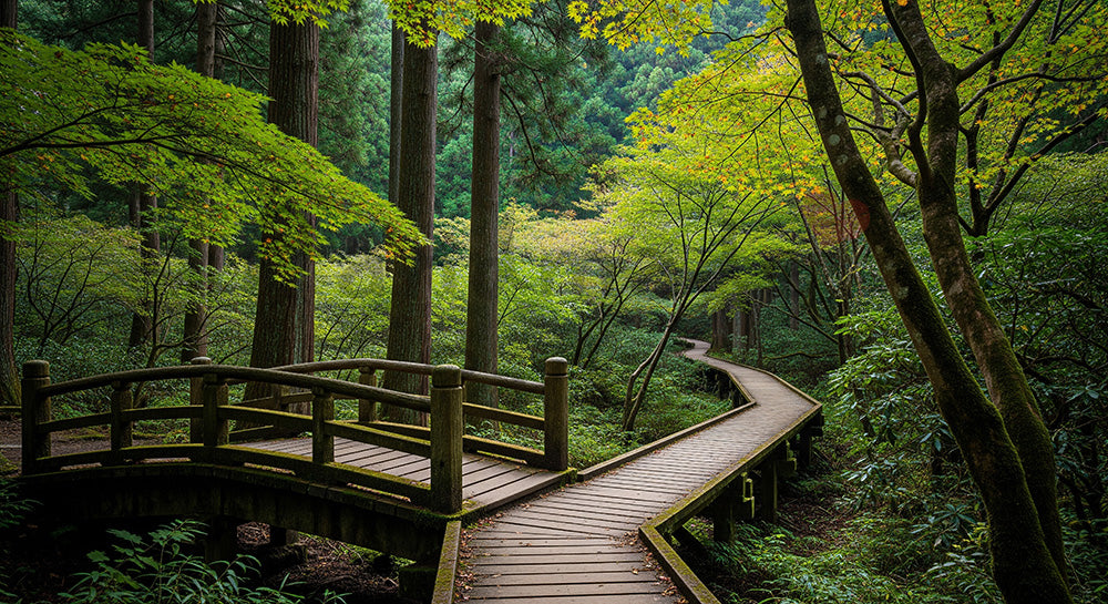 フリー素材 無料 写真｜日本の木橋から続く日本の森の遊歩道 奥行きが美しいデザイン向け自然風景｜資料・LPの背景に使いやすい
