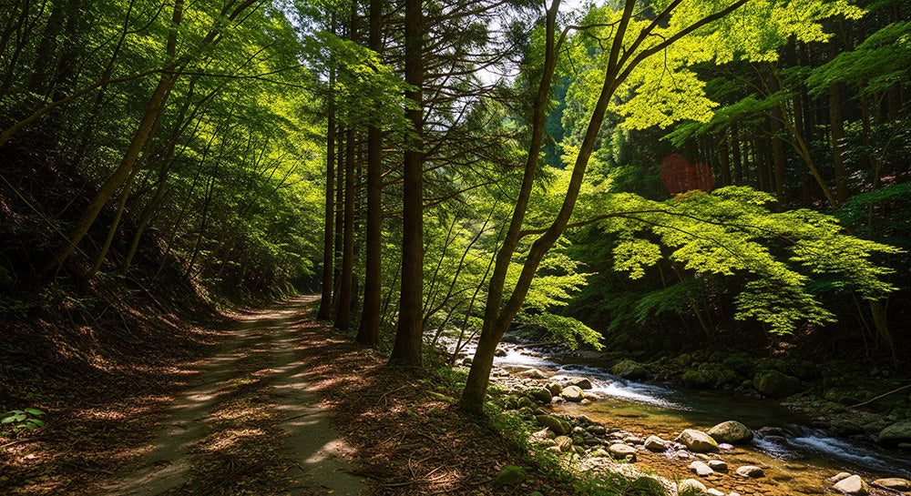 フリー素材 無料 写真｜小川沿いの日本の森の遊歩道 水辺の反射が美しい背景向け風景素材｜Webデザインの挿し絵に便利