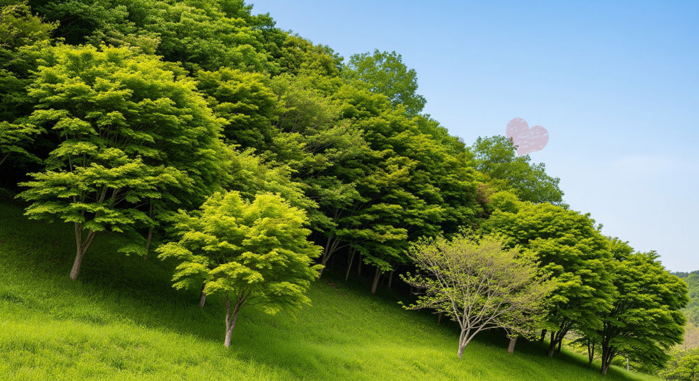 フリー素材 無料 写真｜森の端の緑の斜面 日本らしい自然の広がりを感じる背景向け風景素材｜スライド背景として使える