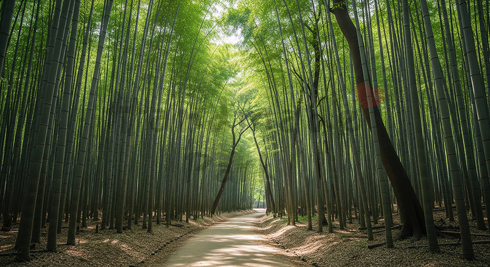 フリー素材 無料 写真｜日本の竹林の小道 柔らかな光と整然とした緑が美しい背景向け風景素材｜Webデザインの挿し絵に便利