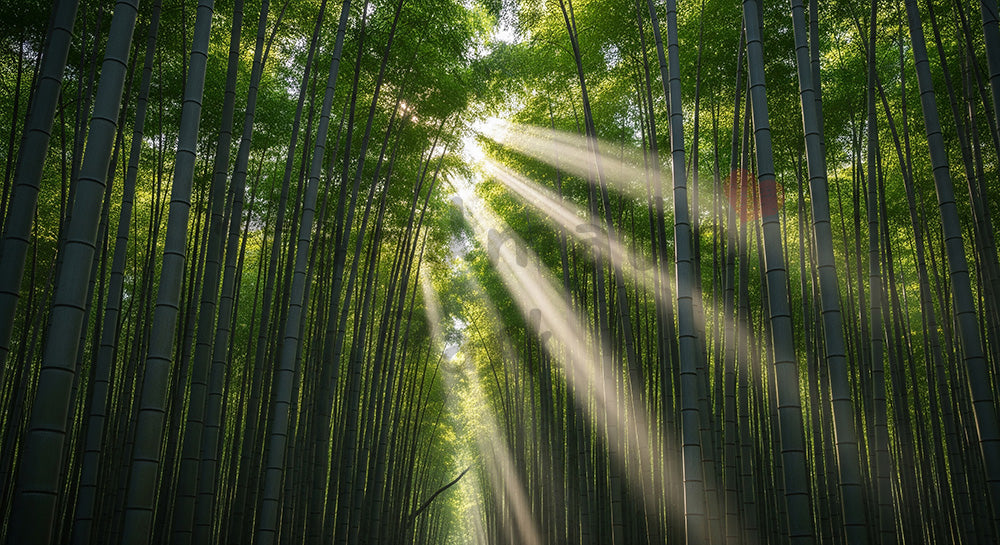 フリー素材 無料 写真｜朝の光が差し込む日本の竹林 抜け感のある資料背景向け自然風景｜Webデザインの挿し絵に便利