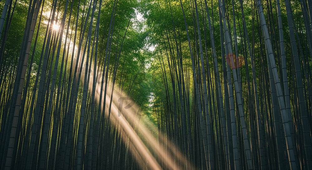 フリー素材 無料 写真｜日本の朝の光が差し込む日本の竹林 抜け感のある資料背景向け自然風景｜スライド背景として使える