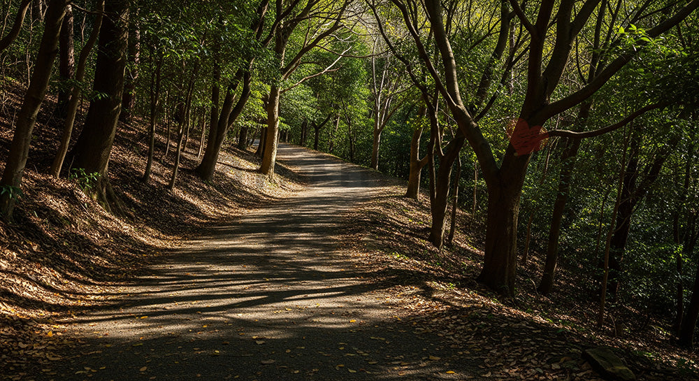 フリー素材 無料 写真｜雑木林の落ち葉道 実景資料にも使いやすい自然な森の風景｜Webデザインの挿し絵に便利