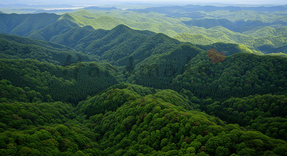 フリー素材 無料 写真｜日本の山林を俯瞰で捉えた広がりのある風景 資料背景向け森林素材｜スライド背景として使える