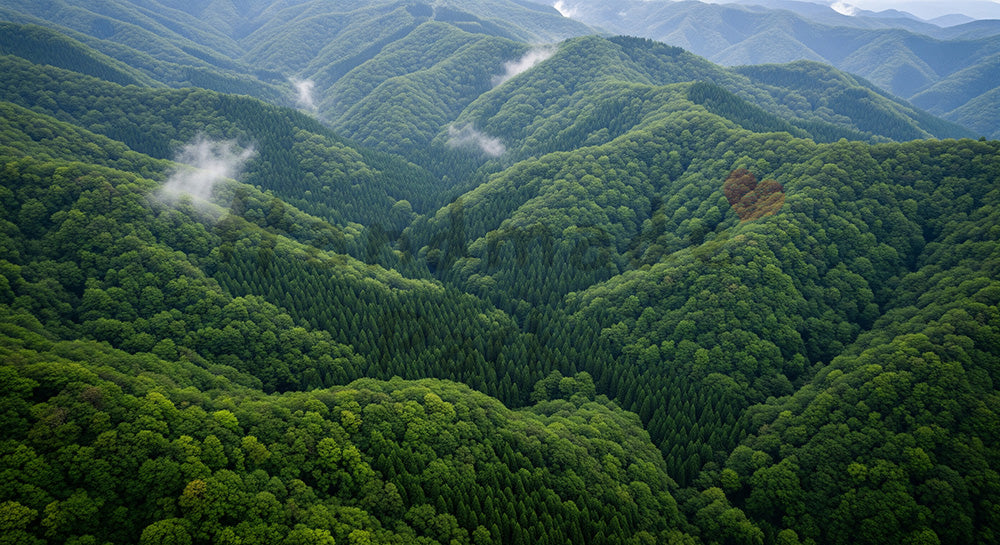フリー素材 無料 写真｜山林を俯瞰で捉えた広がりのある風景 資料背景向け森林素材｜文字入れしやすい自然背景