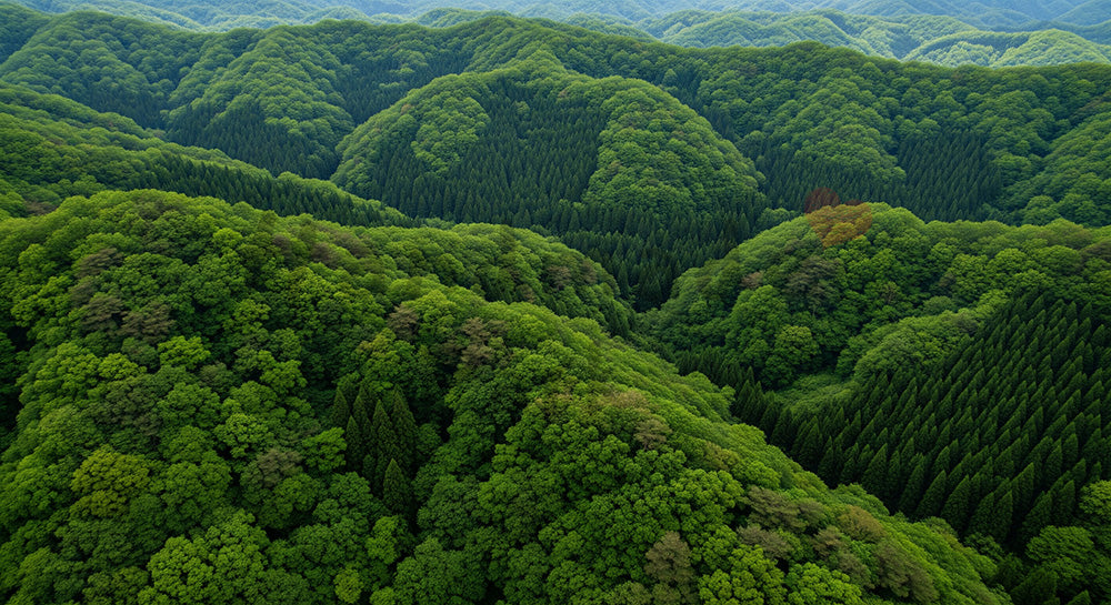 フリー素材 無料 写真｜日本の山林を俯瞰で捉えた広がりのある風景 資料背景向け森林素材｜資料・LPの背景に使いやすい