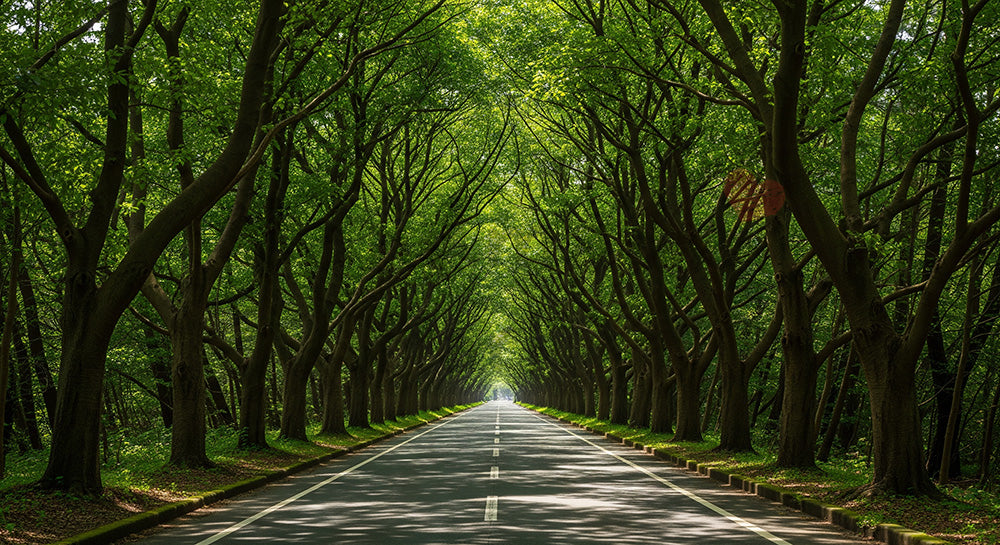 フリー素材 無料 写真｜森を縫うように続く日本の細い道路 資料にも使いやすい俯瞰の自然風景｜文字入れしやすい自然背景