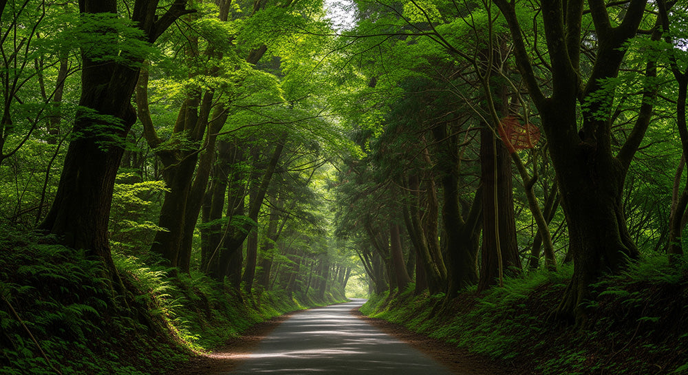 フリー素材 無料 写真｜森を縫うように続く日本の細い道路 資料にも使いやすい俯瞰の自然風景｜Webデザインの挿し絵に便利