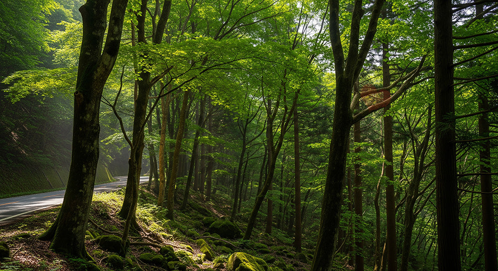 フリー素材 無料 写真｜まっすぐな車道が森を貫く日本の風景 構図が整った資料向け森林素材｜Webデザインの挿し絵に便利