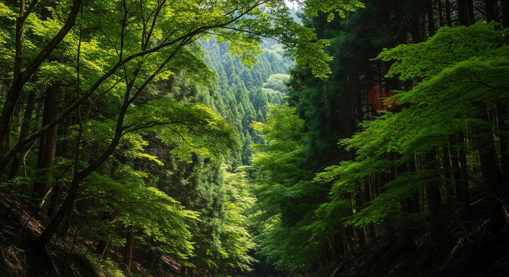 フリー素材 無料 写真｜まっすぐな車道が森を貫く日本の風景 構図が整った資料向け森林素材｜スライド背景として使える