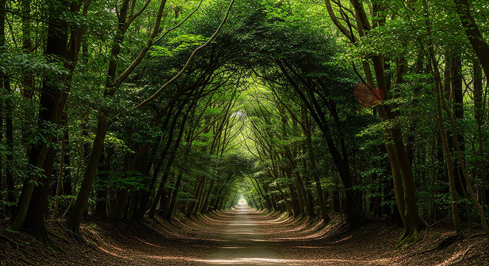 フリー素材 無料 写真｜日本の静かな一本道が続く日本の林 視線誘導しやすい資料向け自然風景素材｜スライド背景として使える