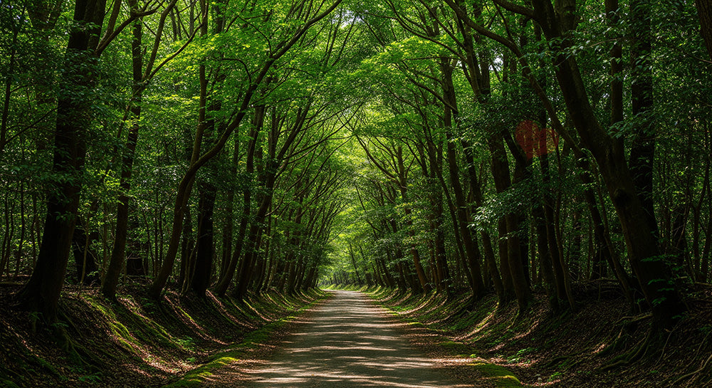 フリー素材 無料 写真｜静かな一本道が続く日本の林 視線誘導しやすい資料向け自然風景素材｜文字入れしやすい自然背景