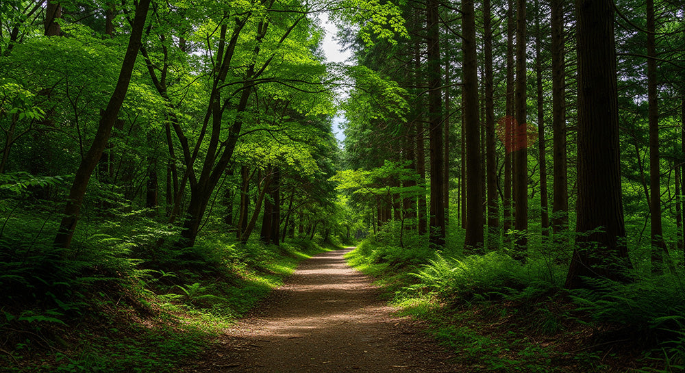 フリー素材 無料 写真|静かな一本道が続く日本の林 視線誘導しやすい資料向け自然風景素材|資料・LPの背景に使いやすい