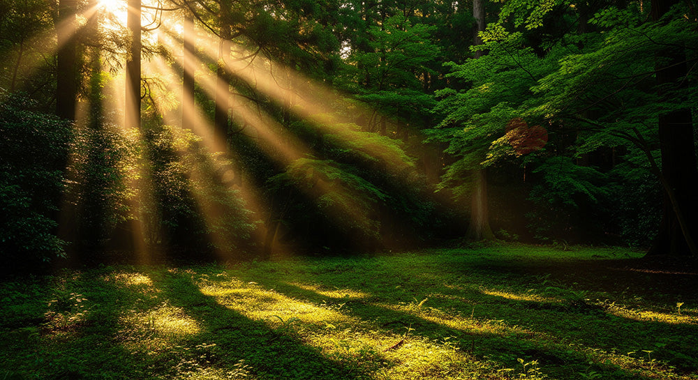 フリー素材 無料 写真|斜光が入る日本の森の開けた場所 緑の階調が美しい背景向け風景素材|スライド背景として使える